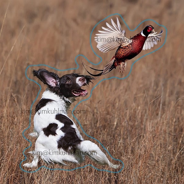 flushing springer spaniel pheasant decal 2015