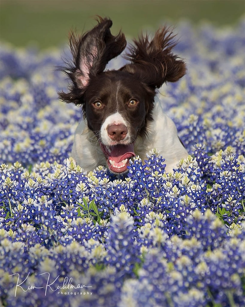 Strike - Liver and White Field-bred English Springer Spaniel Texas Bluebonnets at Muleshoe Bend Texas