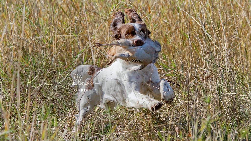Field-bred Liver & White English Springer Spaniel Retrieving Chukar ©2010 Kim Kuhlman Photography